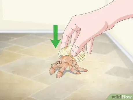 Image intitulée Play With Your Hermit Crab Step 11