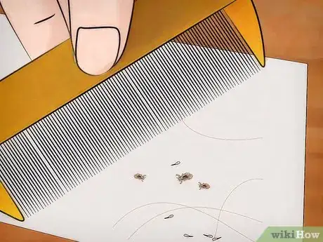 Image intitulée Get Rid of Super Lice Step 16