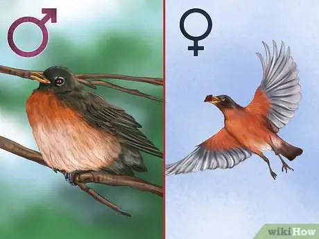 Image intitulée Tell a Male Robin from a Female Robin Step 8