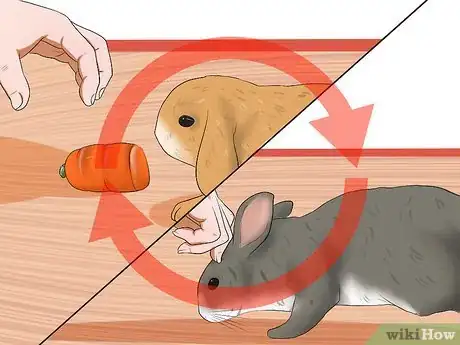Image intitulée Care for a House Rabbit Step 27