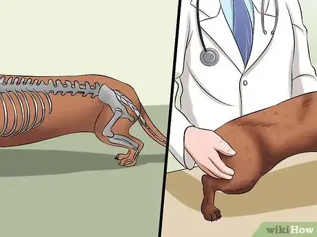 Image intitulée Diagnose Back Problems in Dachshunds Step 3