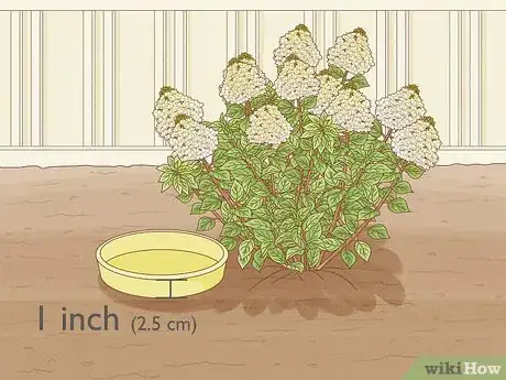 Image intitulée Care for Limelight Hydrangeas Step 6