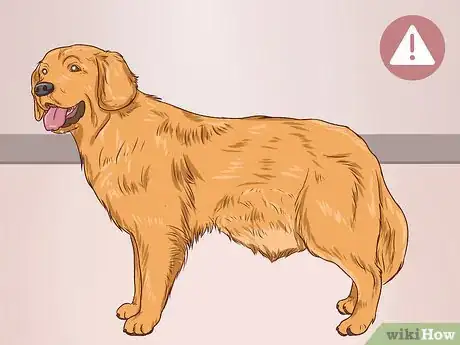 Image intitulée Help a Dog Pass an Obstruction Step 1