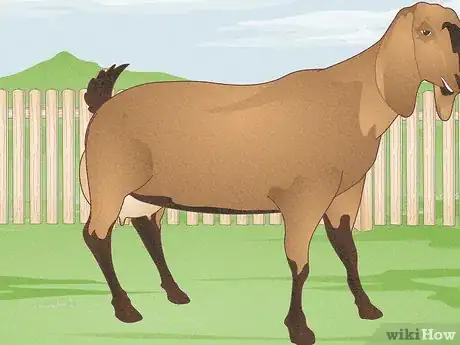Image intitulée Raise Goats Step 5