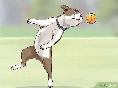 Image intitulée Stop a Dog from Biting Its Tail Step 10