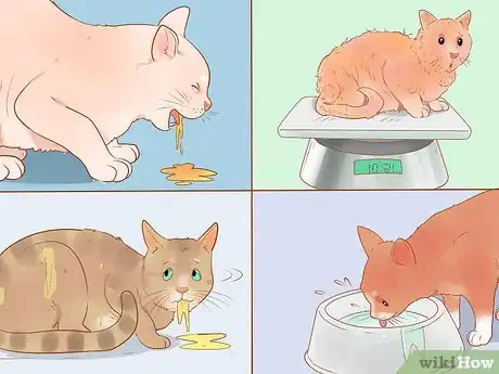 Image intitulée Know if Your Cat Is Sick Step 19