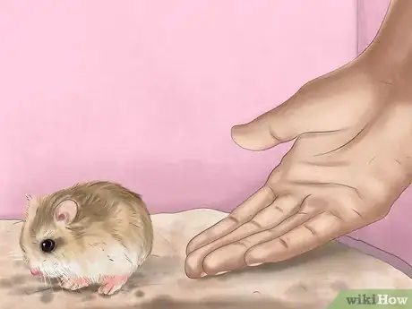 Image intitulée Care for Roborovski Hamsters Step 23