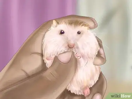 Image intitulée Care for Roborovski Hamsters Step 24