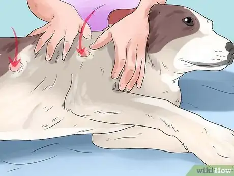 Image intitulée Treat Hot Spots in Dogs Step 12