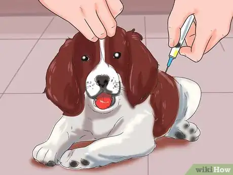 Image intitulée Prevent Parvovirus in Dogs Step 1