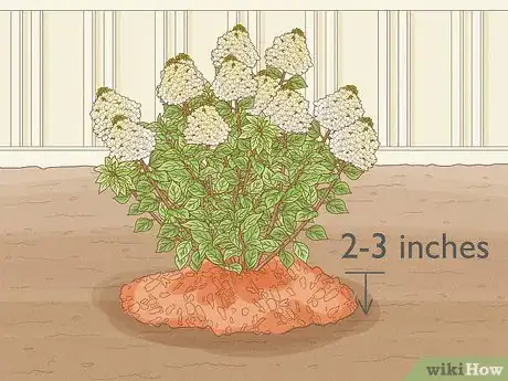 Image intitulée Care for Limelight Hydrangeas Step 7