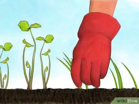 Image intitulée Grow Wasabi Step 9