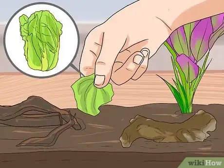 Image intitulée Care for Slugs Step 5