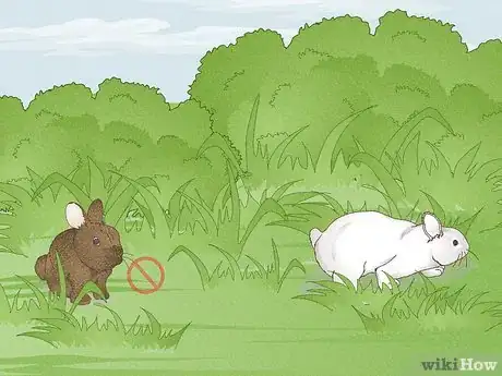 Image intitulée Hunt Rabbit Step 4