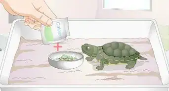 nourrir un bébé tortue