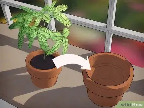 Image intitulée Grow a Sensitive Plant (Mimosa pudica) Step 7