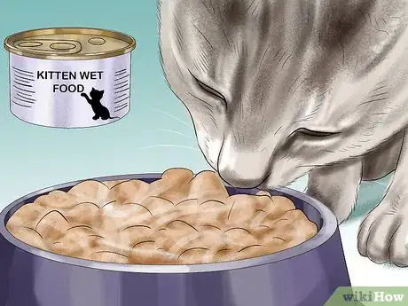 Image intitulée Introduce Solid Food to Kittens Step 5