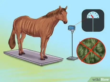 Image intitulée Tell If a Horse Needs Teeth Floated Step 6