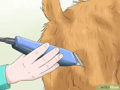Image intitulée Trim the Coat of a Long Hair Dog Step 9