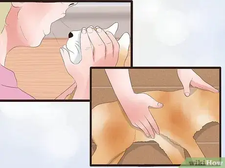 Image intitulée Perform CPR on a Cat Step 11