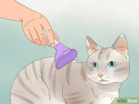 Image intitulée Reduce Cat Dander Step 4