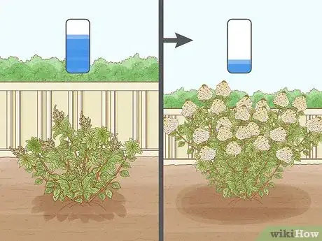 Image intitulée Care for Limelight Hydrangeas Step 4