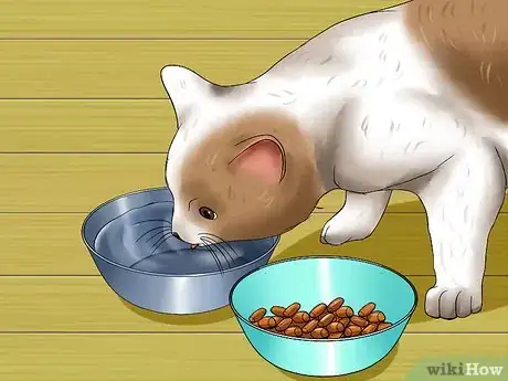 Image intitulée Get a Cat to Stop Meowing Step 1