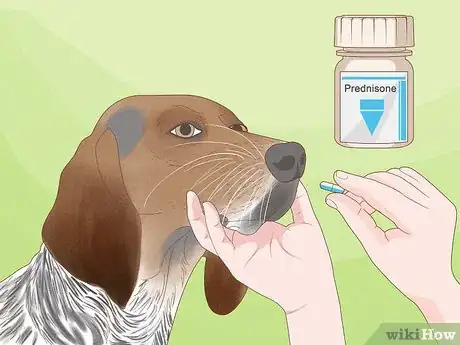 Image intitulée Diagnose and Treat Your Dog's Itchy Skin Problems Step 17