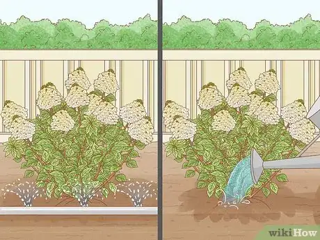 Image intitulée Care for Limelight Hydrangeas Step 5