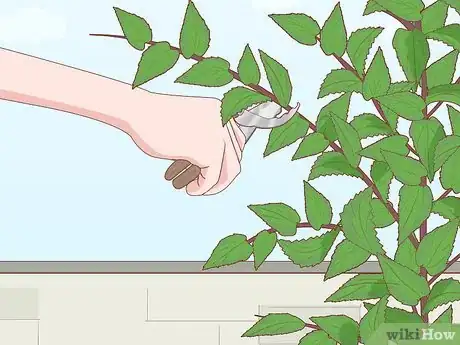 Image intitulée Plant Cherry Seeds Step 20