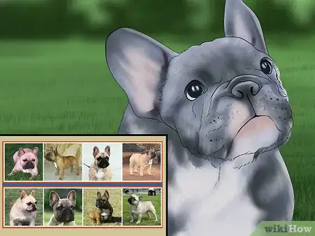 Image intitulée Breed French Bulldogs Step 13