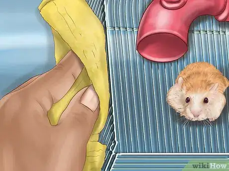 Image intitulée Care for Roborovski Hamsters Step 21