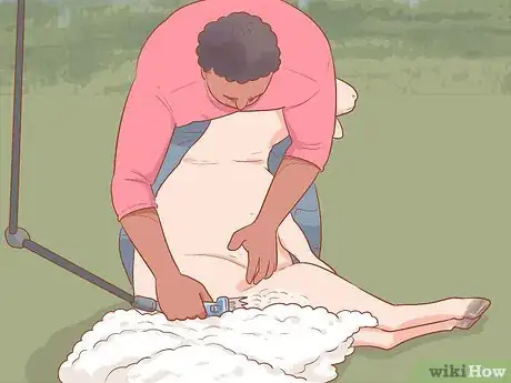 Image intitulée Shear a Sheep Step 14