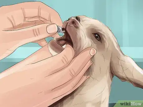 Image intitulée Treat Canine Stroke Step 8