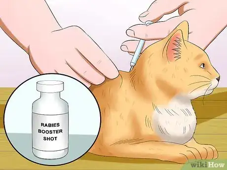 Image intitulée Tell if a Cat Has Rabies Step 7