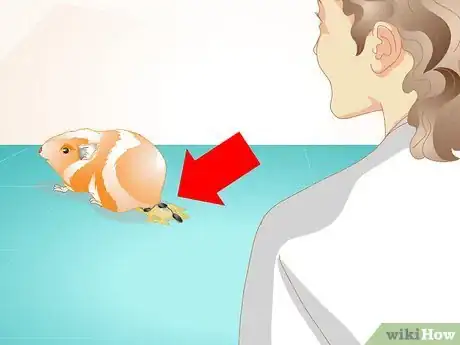 Image intitulée Look After Your Sick Guinea Pig Step 10