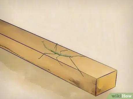 Image intitulée Take Care of Stick Bugs Step 10