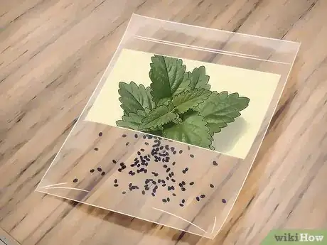 Image intitulée Grow Catnip Step 1