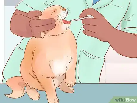 Image intitulée Know if Your Cat Is Sick Step 15