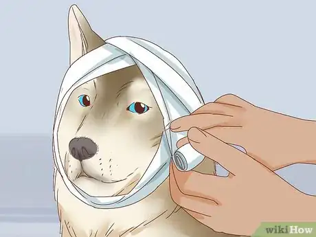 Image intitulée Care for a Dog's Torn Ear Step 17