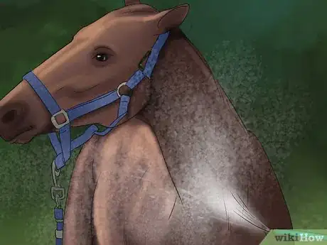 Image intitulée Make Your Horses' Coat Shine Step 4