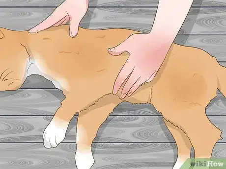 Image intitulée Perform CPR on a Cat Step 12