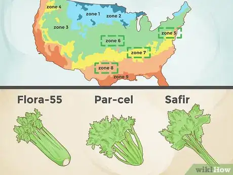 Image intitulée Grow Celery Step 1