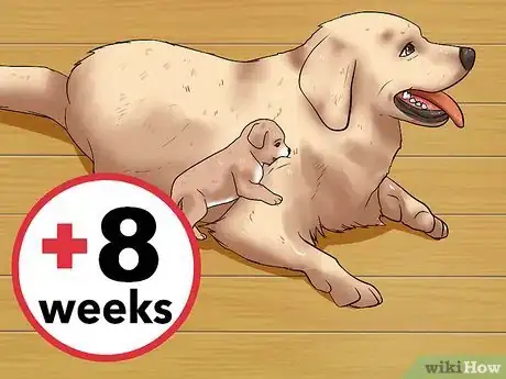 Image intitulée Choose a Healthy Puppy Step 1