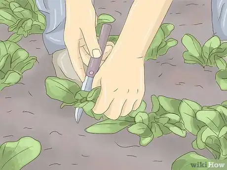 Image intitulée Plant Lettuce Step 14