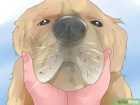 Image intitulée Bond With Your Dog Step 7