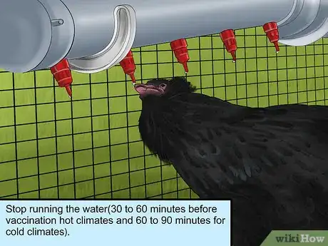 Image intitulée Vaccinate Chickens Step 26