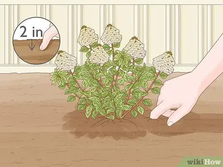 Image intitulée Care for Limelight Hydrangeas Step 3