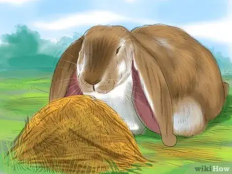 Image intitulée Raise a Lop Eared Rabbit As a Pet Step 7