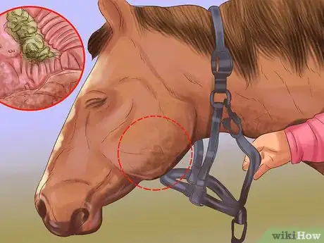 Image intitulée Tell If a Horse Needs Teeth Floated Step 5